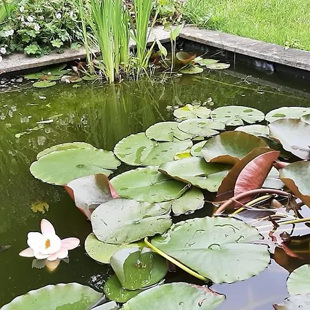 Zonnige Woning Met Zwemvijver Villa