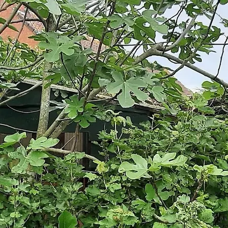 Zonnige Woning Met Zwemvijver Koksijde